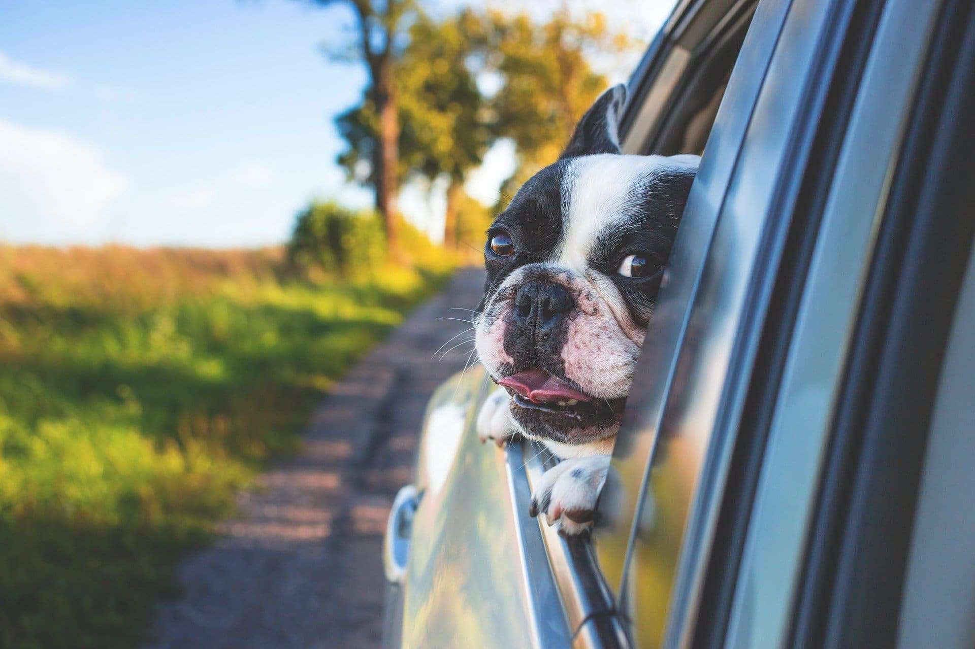 wenkbrauw procedure Bad Hond mee op vakantie alles wat je moet weten • Honden Wereld