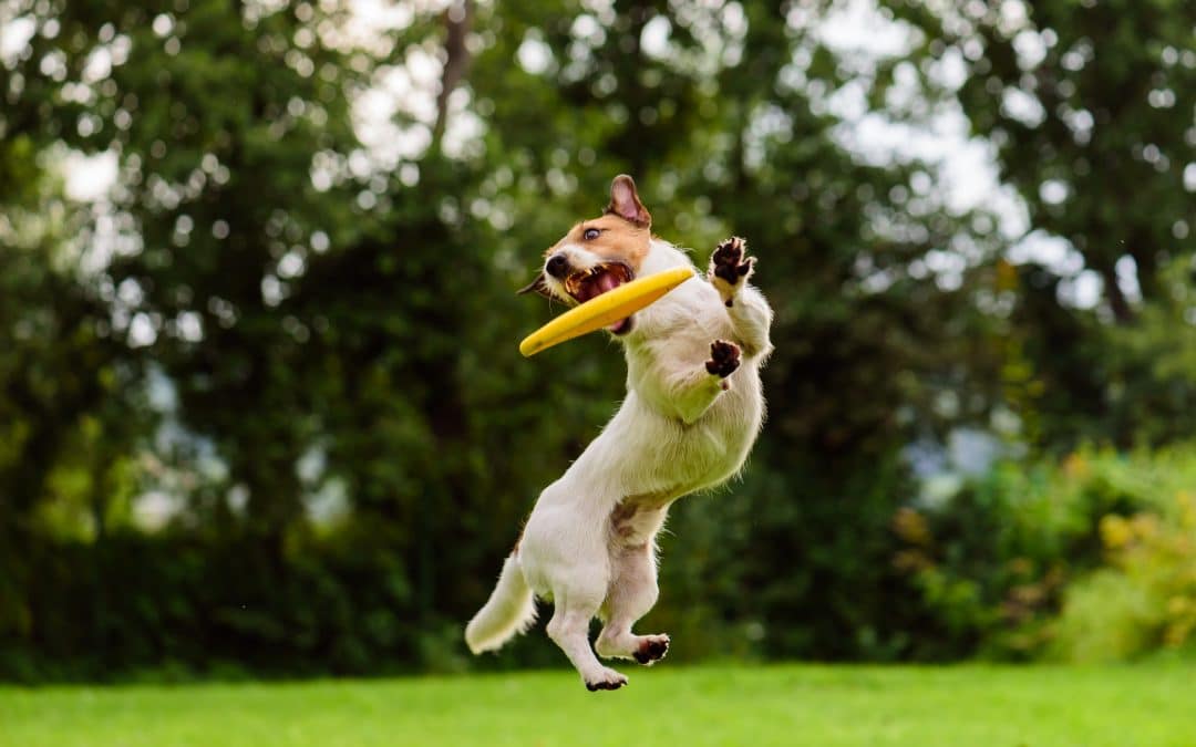 Honden frisbee