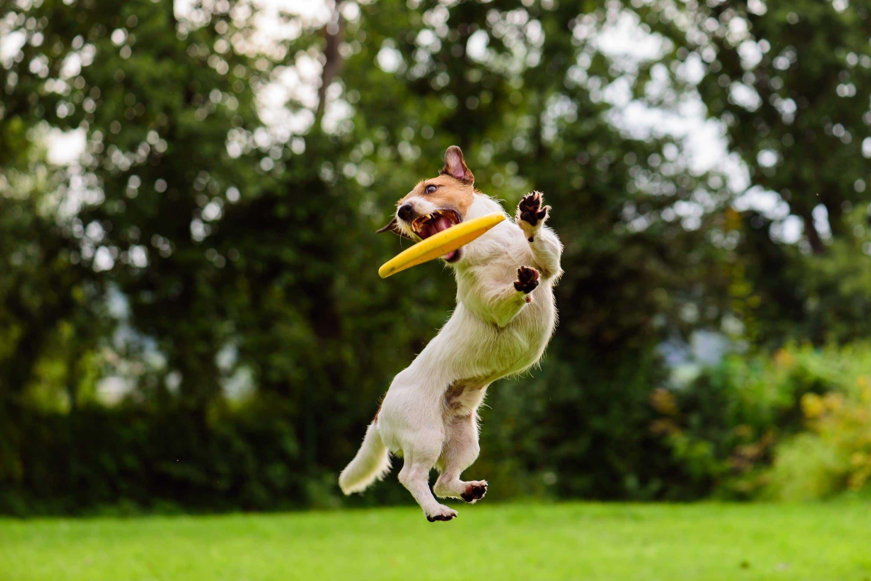 frisbee hond