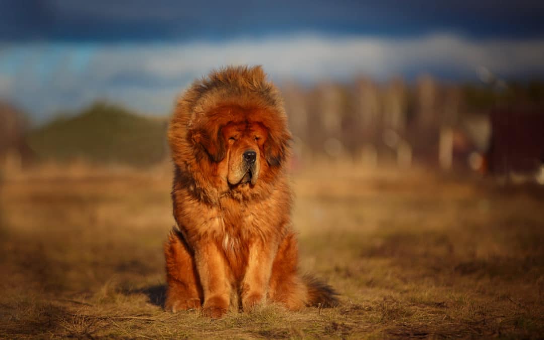 Tibetaanse mastiff