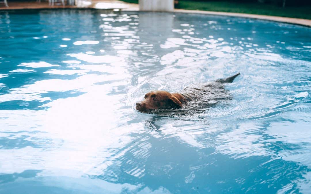 Hondenzwembad