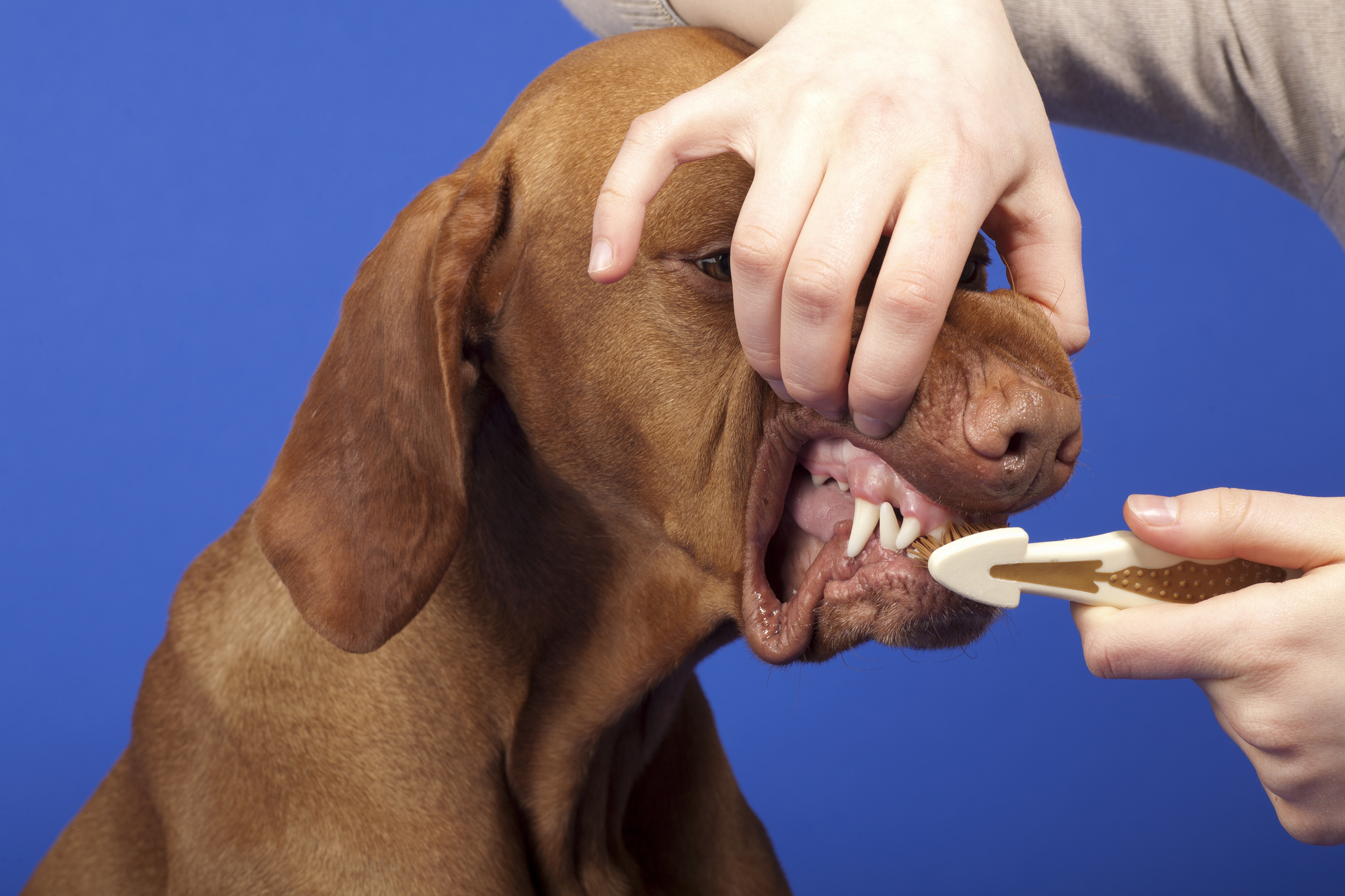 Tandenpoetsen hond