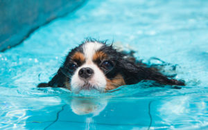 Hond leren zwemmen