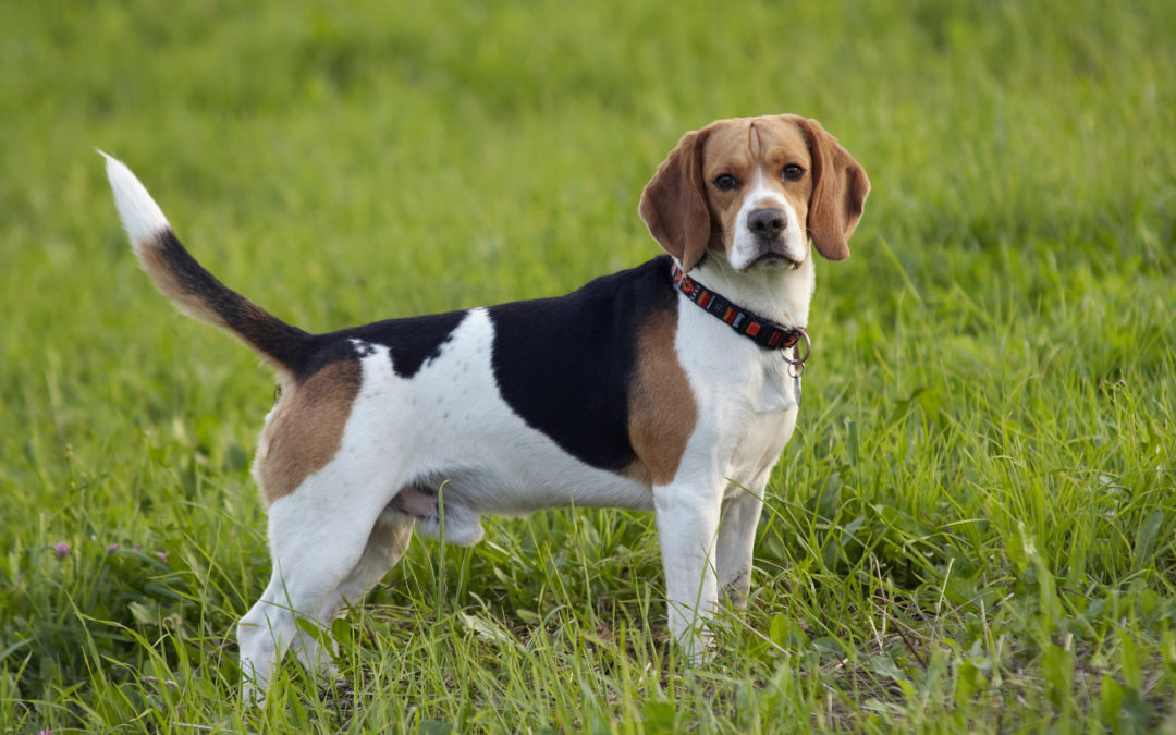 Beagle honden