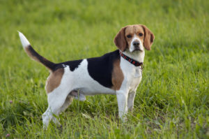 beagle honden